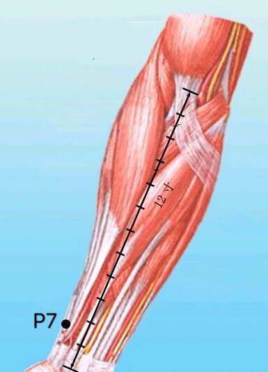 punto p7 anatomia