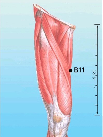 punto b11 jimen anatomia