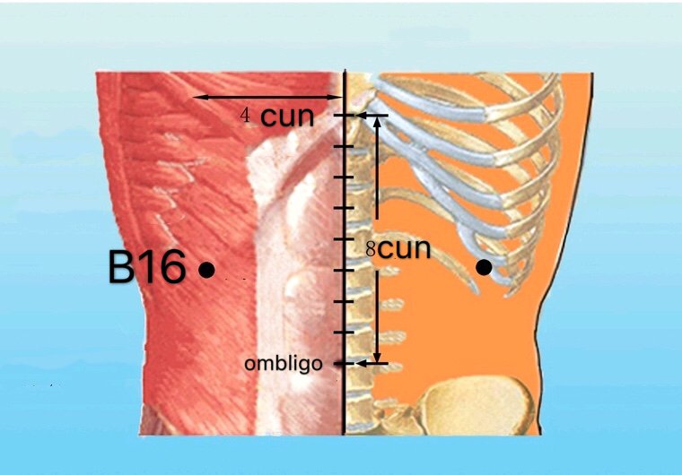 b16 fuai anatomia