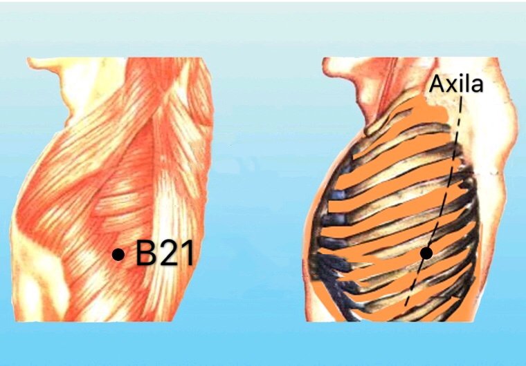 punto b21 dabao anatomia
