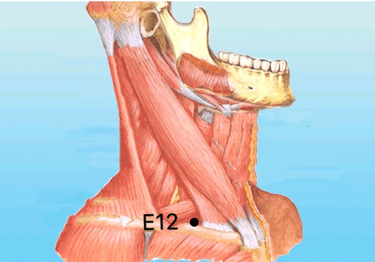 punto e12 quepen anatomia