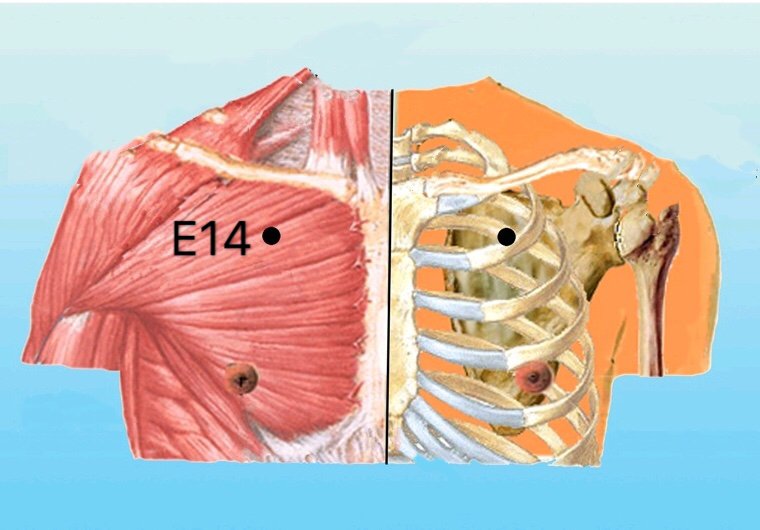 punto e14 kufang anatomia