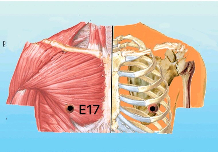 punto e17 ruzhong anatomia