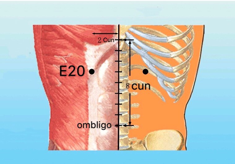 punto e20 chengman anatomia