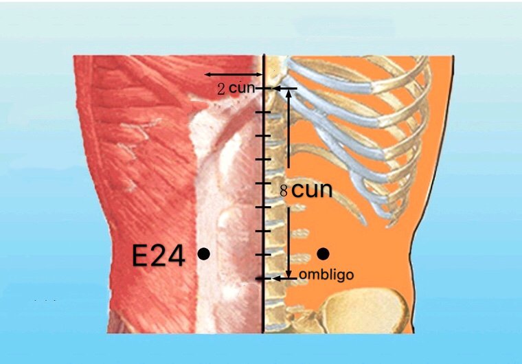 punto e24 Huaroumen anatomia