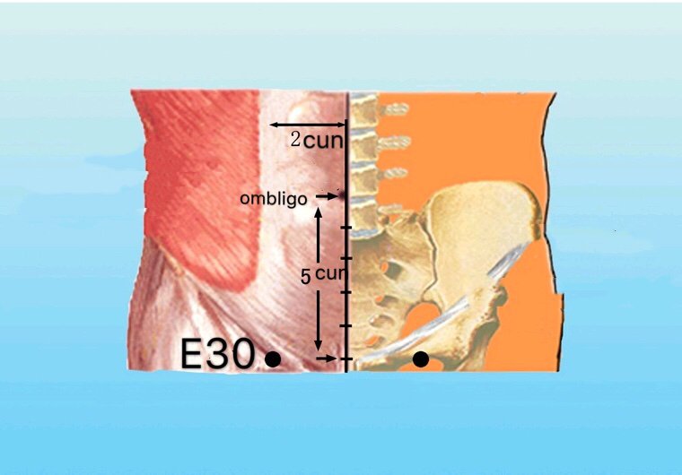 punto e30 qichong anatomia