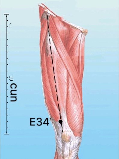 punto E34 Liangqiu anatomia