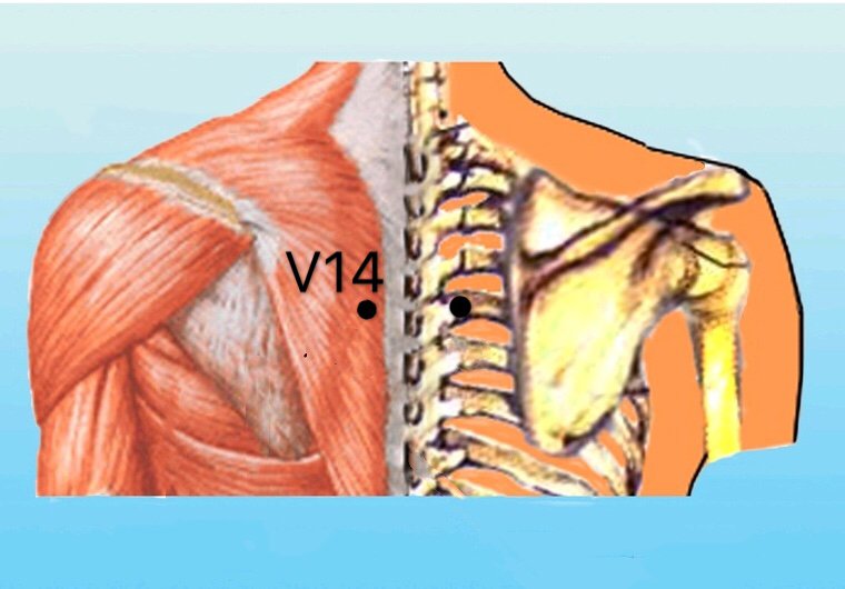 punto v14 jueyinshu anatomia