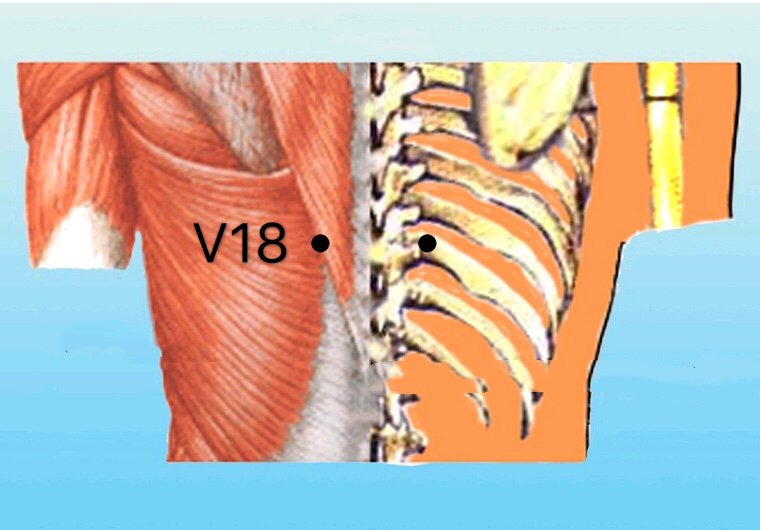 punto v18 ganshu anatomia