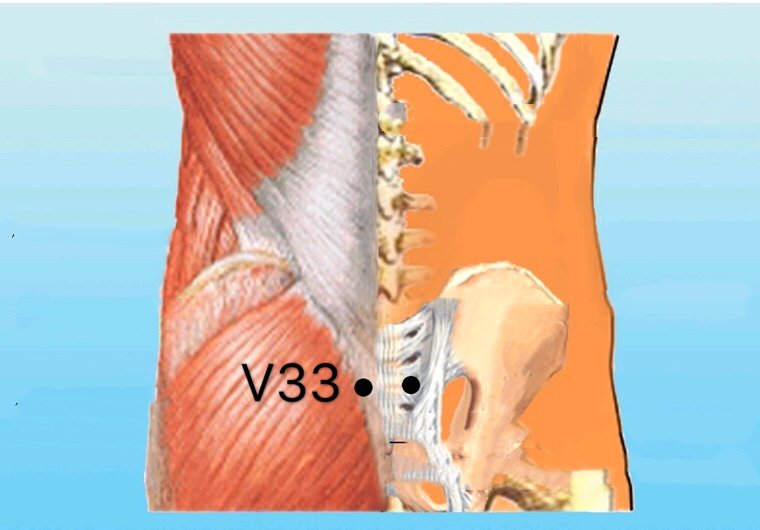 punto V33 zhongliao anatomia