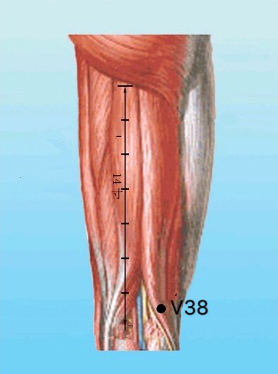 punto v38 fuxi anatomia