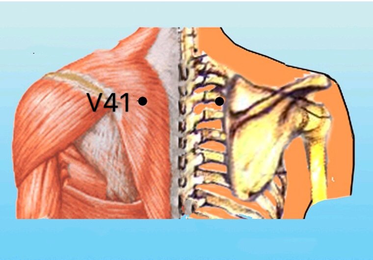 punto v41 fufen anatomia