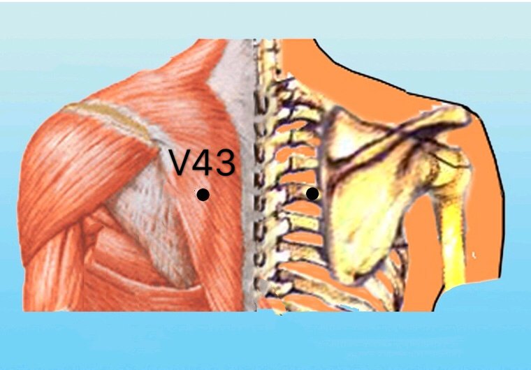 punto v43 gaohuangshu anatomia