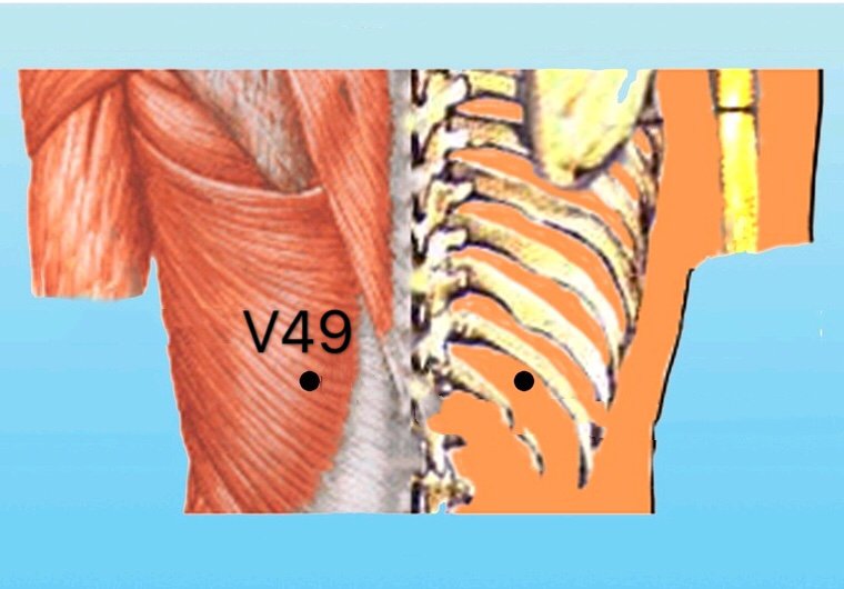 punto v49 yishe anatomia