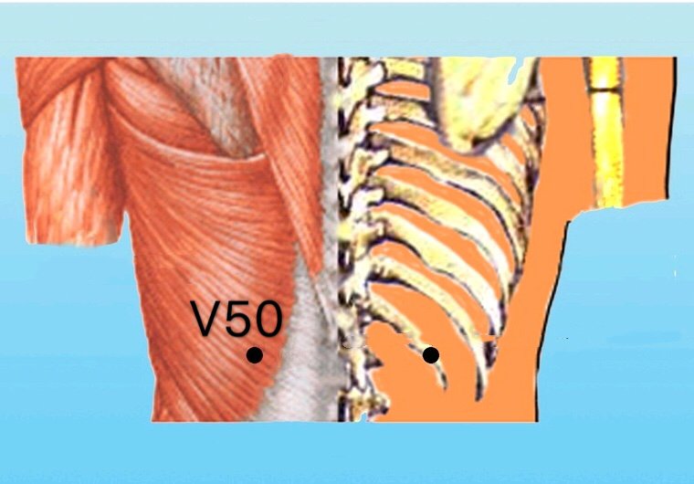 punto v50 weicang anatomia