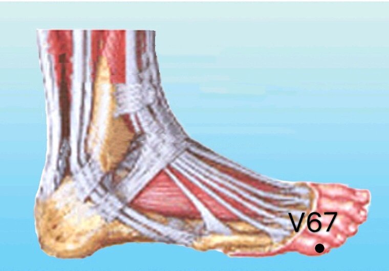 punto v67 zhiyin anatomia