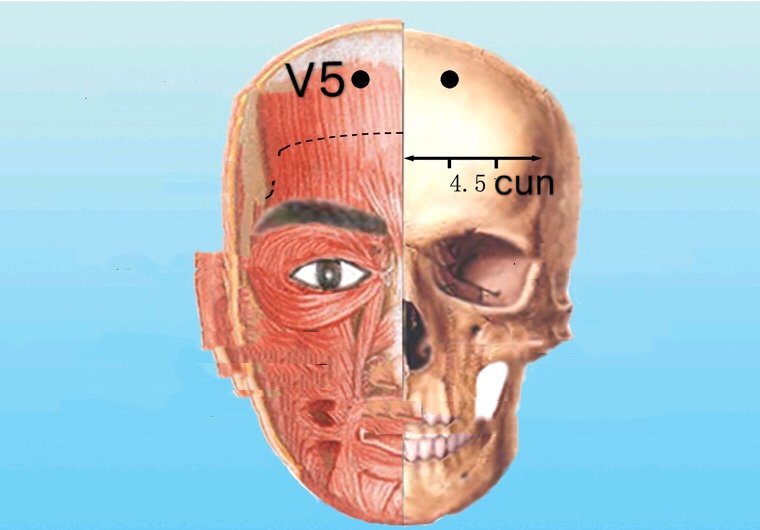 punto v5 wuchu anatomia