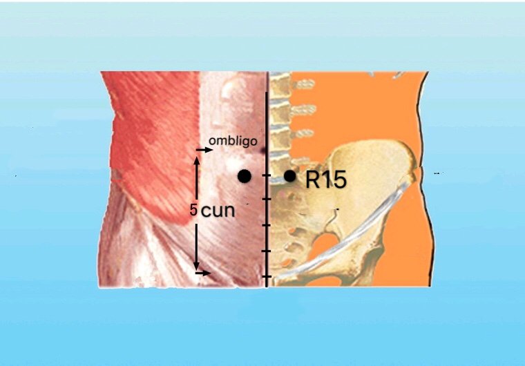 punto r15 zhongzhu anatomia