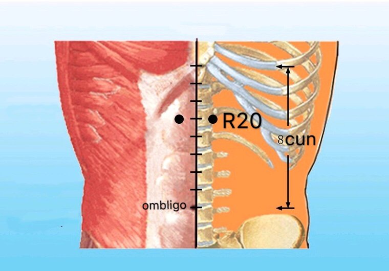 punto r20 futonggu anatomia