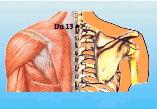 punto du13 taodao anatomia