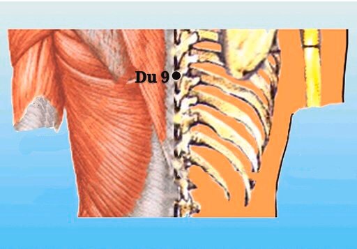 punto du9 zhiyang anatomia
