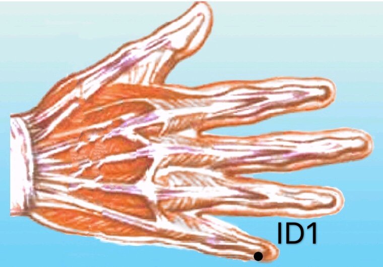punto id1 shaoze anatomia
