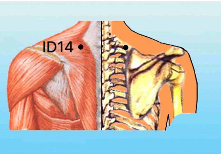punto id14 jianwaishu anatomia