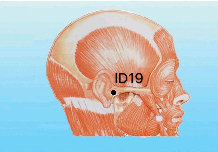 punto id19 tinggong anatomia