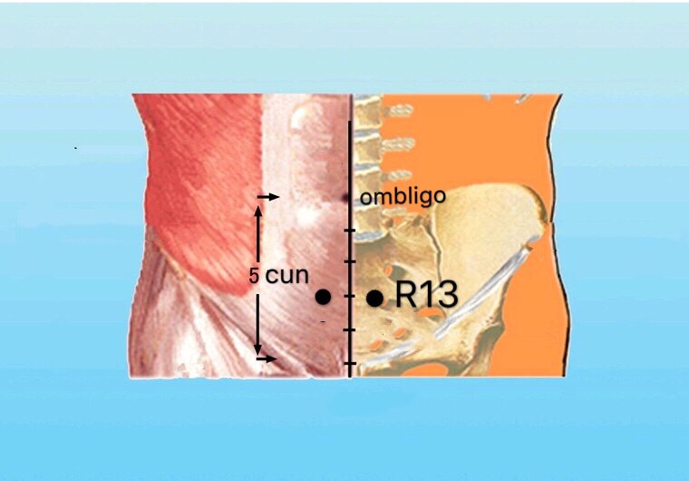 punto r13 qixue anatomia