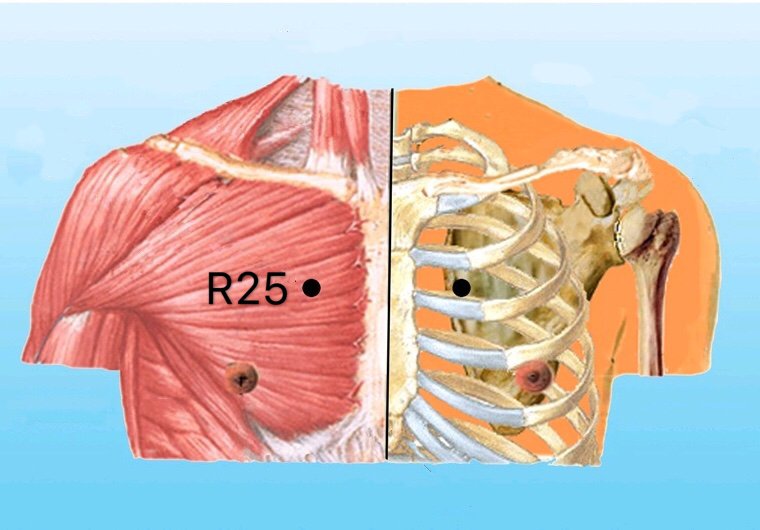 punto r25 shencang anatomia