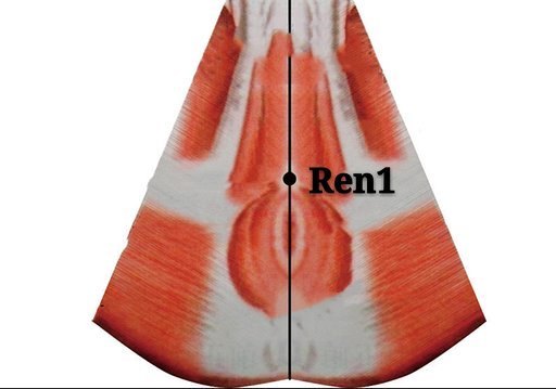 punto ren1 huiyin anatomia