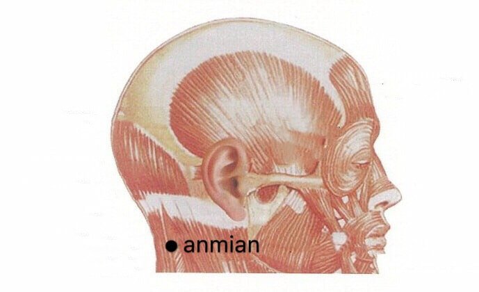 punto anatomico anmian