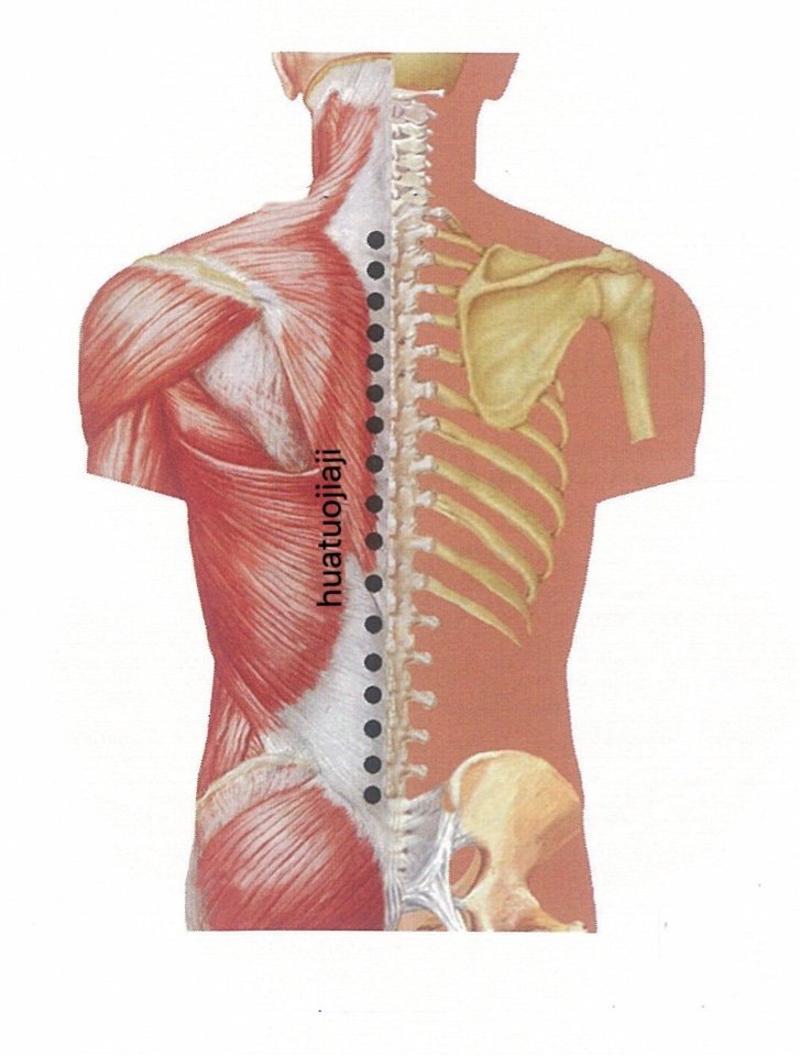 punto anatomica huatuojiaji