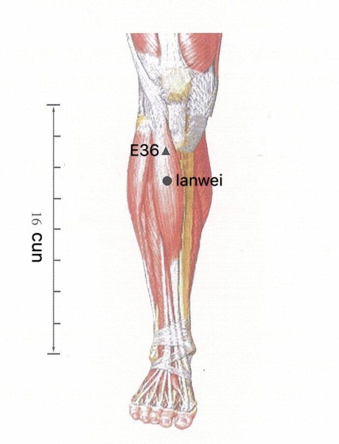 punto anatomica lanwei