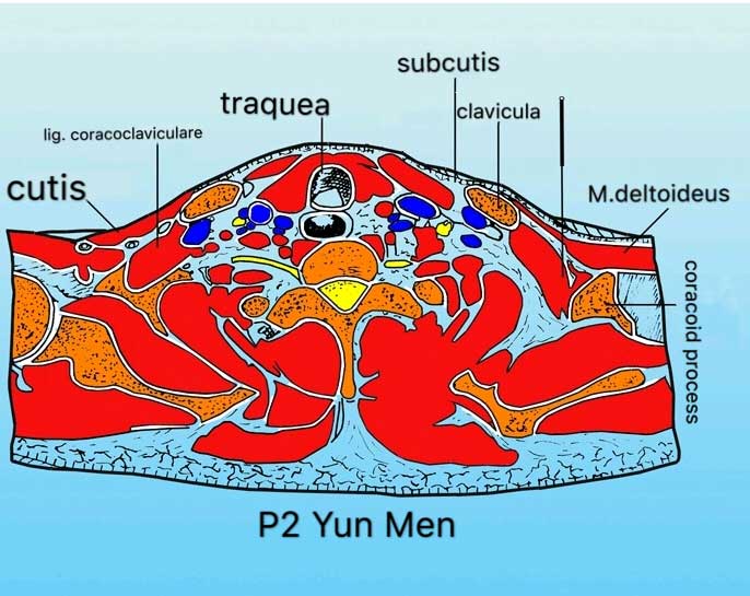 corte transversal punto p2 yun men