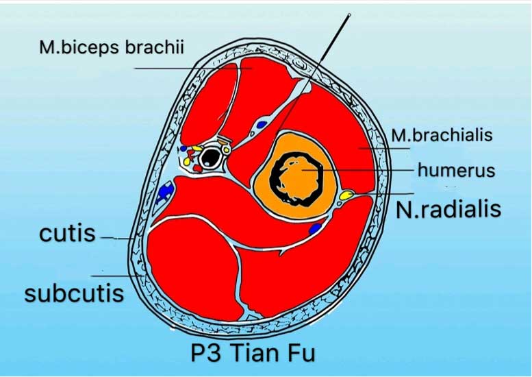 corte transversal punto p3 tianfu