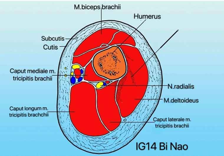 punto ig14 bi nao