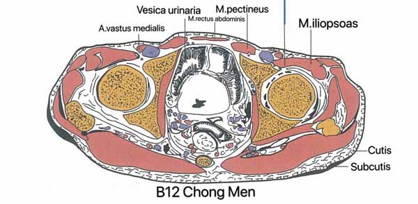 punto b12
