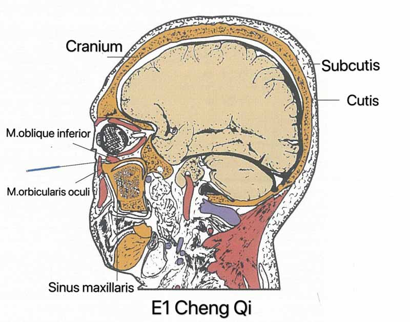 estomago 1 cheng qi