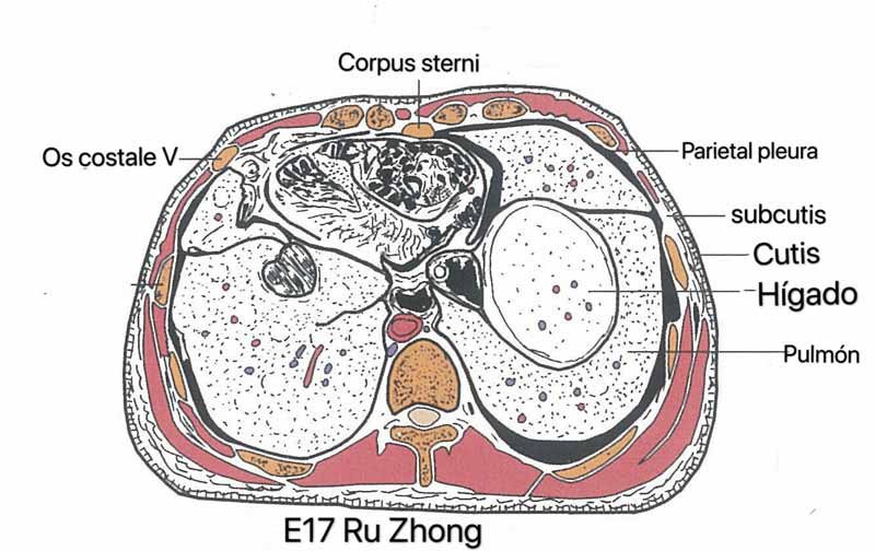 estomago 17 ru zhong