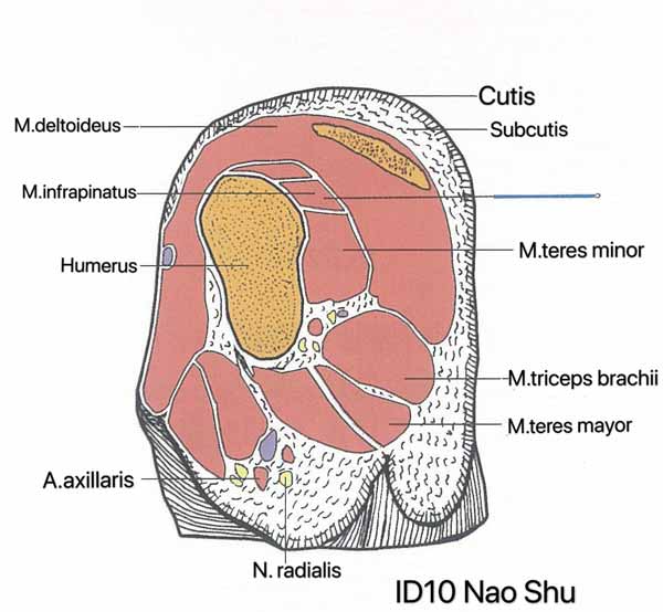 punto intestino delgado 10