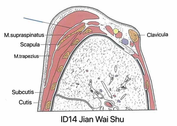punto intestino delgado 14