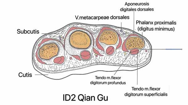 punto intestino delgado 2