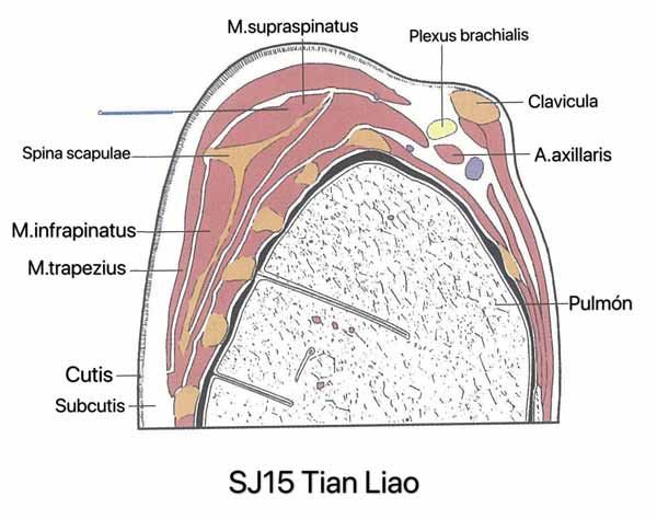 punto san jiao 15