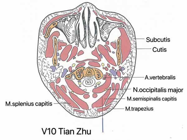 punto vejiga 10