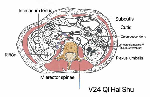 punto vejiga 24