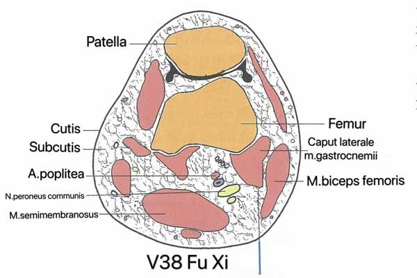 punto vejiga 38