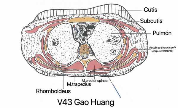 punto vejiga 43
