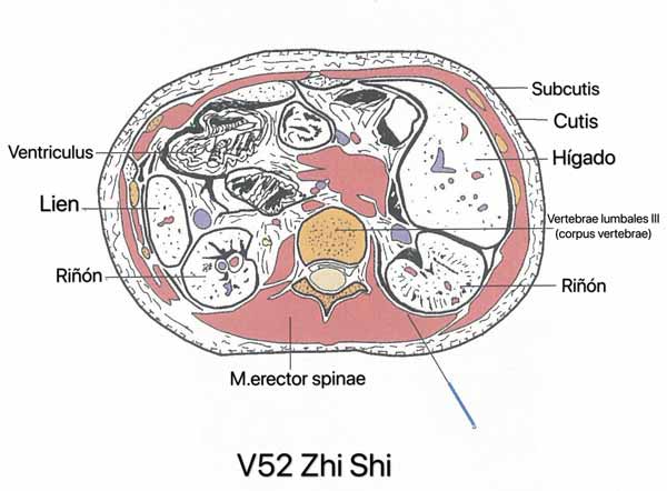 punto vejiga 52