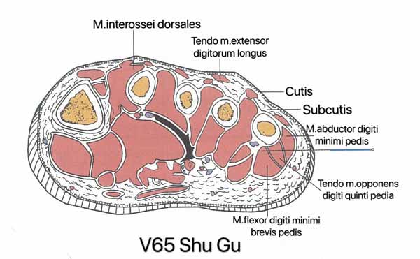 punto vejiga 65